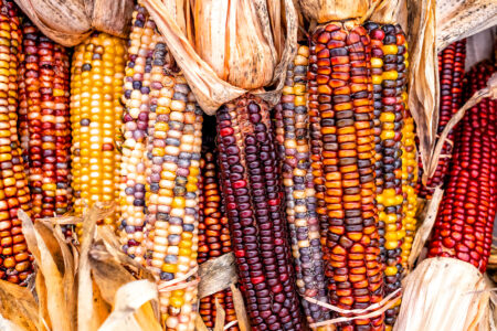 Indian Corn, New England Farm